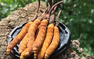 哪個牌子的冬蟲夏草好？2024年權(quán)威選購指南