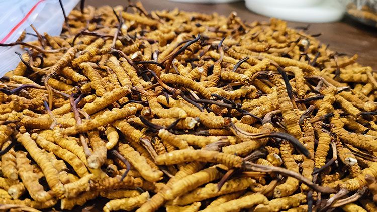 深圳<a href=http://m.sdzhinong.com/zhengce/ target=_blank class=infotextkey>冬蟲夏草交易</a>市場：南中國蟲草貿(mào)易的黃金樞紐