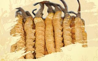 冬蟲夏草御寒效果好嗎？科學(xué)解讀其抗寒機制