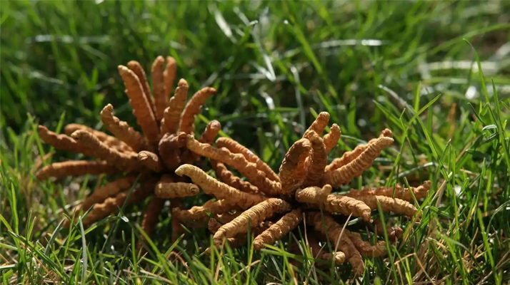 回收<a href=http://m.sdzhinong.com/jiage/ target=_blank class=infotextkey>冬蟲夏草多少錢</a>