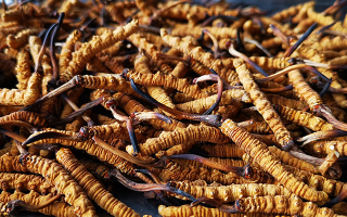 冬蟲(chóng)夏草要多久才會(huì)形成