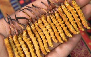 冬蟲夏草究竟多少錢一只？