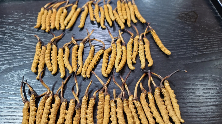 <a href=http://m.sdzhinong.com/ target=_blank class=infotextkey><a href=http://m.sdzhinong.com/s/nqcc/ target=_blank class=infotextkey>那曲冬蟲夏草</a></a>：鮮草與干草的多維差異? ? ? ?