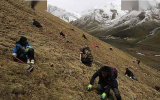 那曲冬蟲夏草鮮草季節(jié)：自然的饋贈(zèng)