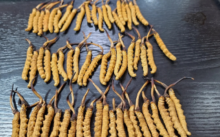 那曲冬蟲夏草：鮮草與干草的多維差異? ? ? ?