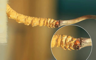 哪里能買到新鮮的冬蟲夏草？這幾個渠道要知道