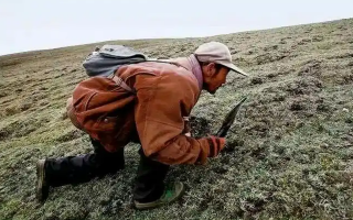 西藏冬蟲夏草最大產地：那曲，自然饋贈的珍寶之地