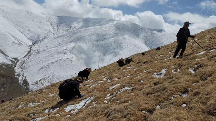 采挖新鮮冬蟲夏草合法嗎？