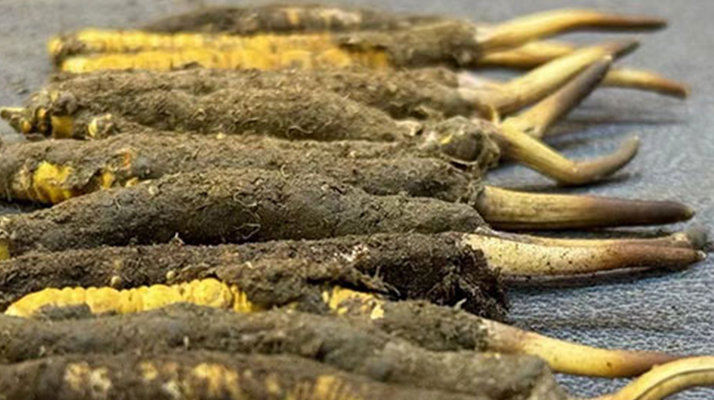 冬蟲夏草與新鮮草：一字之差，天壤之別