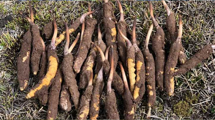 19歲能吃鮮冬蟲(chóng)夏草嗎？