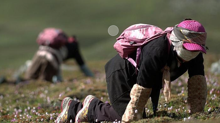 西藏<a href=http://m.sdzhinong.com/xinxian/ target=_blank class=infotextkey>新<a href=http://m.sdzhinong.com/xinxian/ target=_blank class=infotextkey>鮮冬蟲夏草</a></a>:雪域高原的神奇饋贈