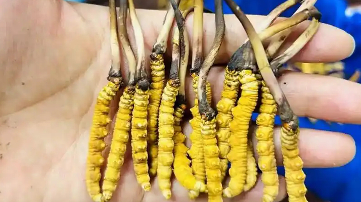 吃鮮冬蟲夏草的好處