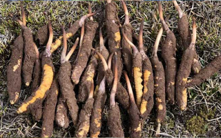 19歲能吃鮮冬蟲(chóng)夏草嗎？