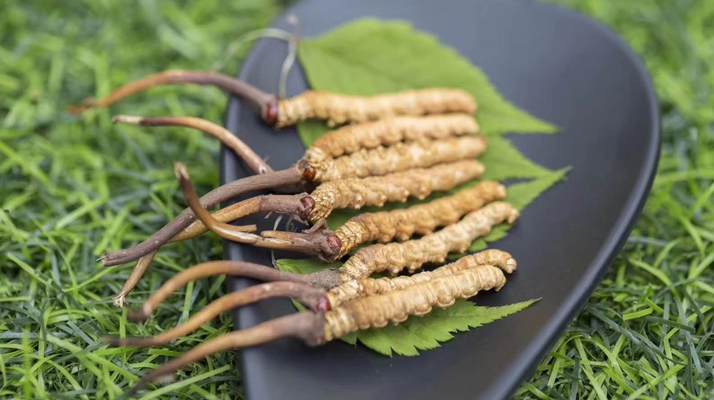 冬蟲夏草:當(dāng)“鮮”成為最好的滋補(bǔ)注腳