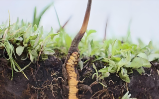 冬蟲(chóng)夏草鮮草：鮮活的生命力，至臻的養(yǎng)生之選