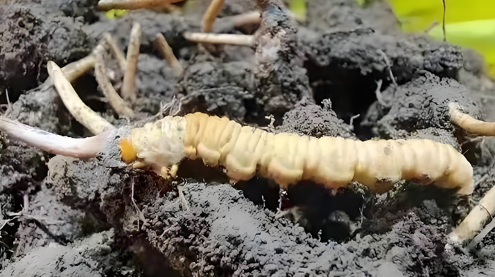 探尋新鮮冬蟲(chóng)夏草的蹤跡