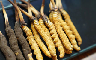 冬蟲(chóng)夏草鮮草吃多久？科學(xué)食用周期與效果解析