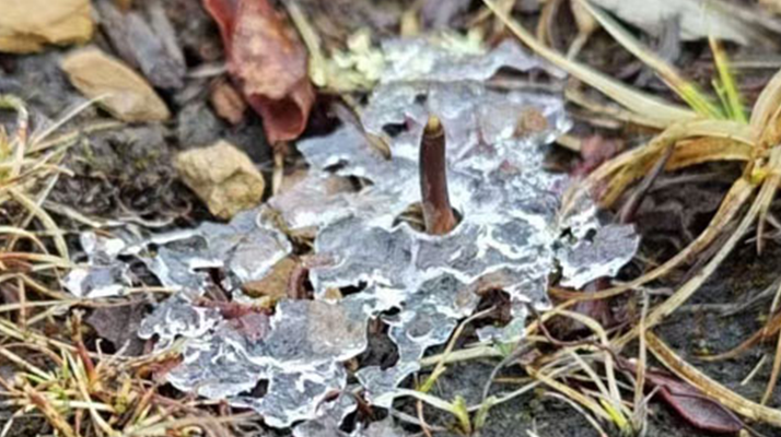 冰凍新鮮冬蟲(chóng)夏草：科技與傳統(tǒng)的交融守護(hù)