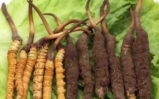 到哪里買新鮮的冬蟲夏草？三步辨真?zhèn)?，四大渠道安心?> </div>
            <div   id=