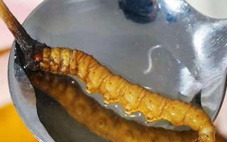 冬蟲夏草鮮草冷凍后這樣吃，營養(yǎng)不流失！