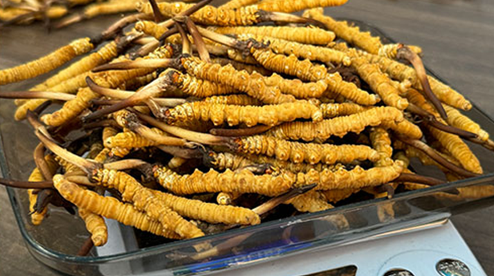 冬蟲夏草鮮草采購全攻略