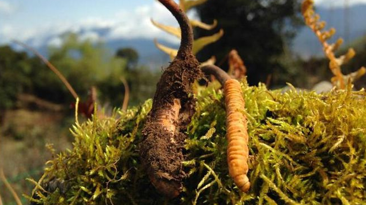 新鮮冬蟲夏草多少錢一斤？深度解析價格背后的奧秘