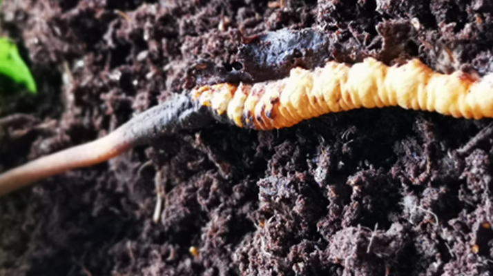 <a href=http://m.sdzhinong.com/xinxian/ target=_blank class=infotextkey>新<a href=http://m.sdzhinong.com/xinxian/ target=_blank class=infotextkey>鮮冬蟲夏草價格</a></a>解析