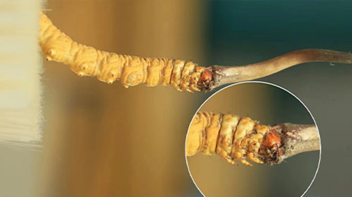 探尋鮮冬蟲夏草的絕佳口感:好口感的標準與奧秘