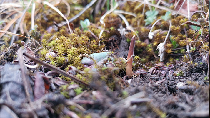 鮮冬蟲夏草辨別全攻略：識(shí)破真假，挑選優(yōu)質(zhì)好蟲草? ? ? ?