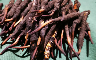 鮮冬蟲夏草可以泡水喝嗎？深度解析其飲用之道