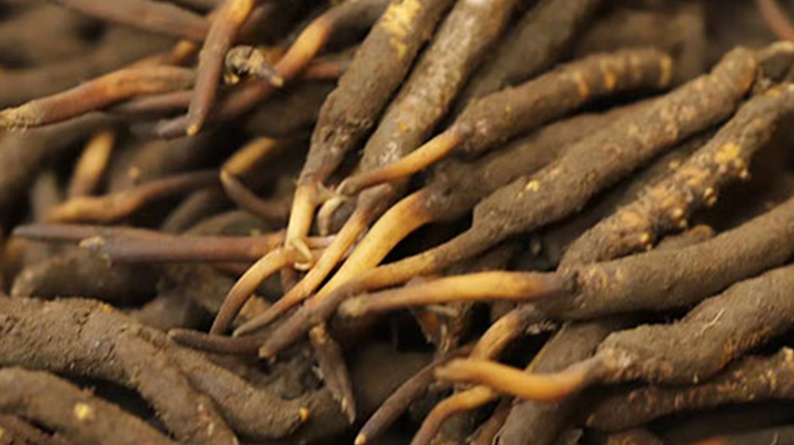 如何挑選<a href=http://m.sdzhinong.com/xinxian/ target=_blank class=infotextkey>新<a href=http://m.sdzhinong.com/xinxian/ target=_blank class=infotextkey>鮮冬蟲夏草</a></a>？掌握這幾個關鍵技巧