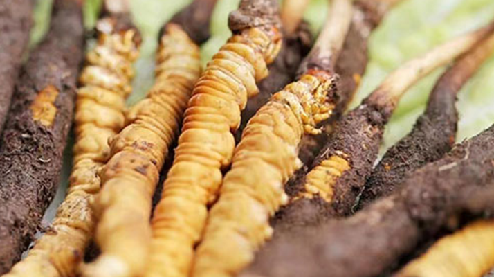 冬蟲夏草：曬干食用還是鮮食更優(yōu)？