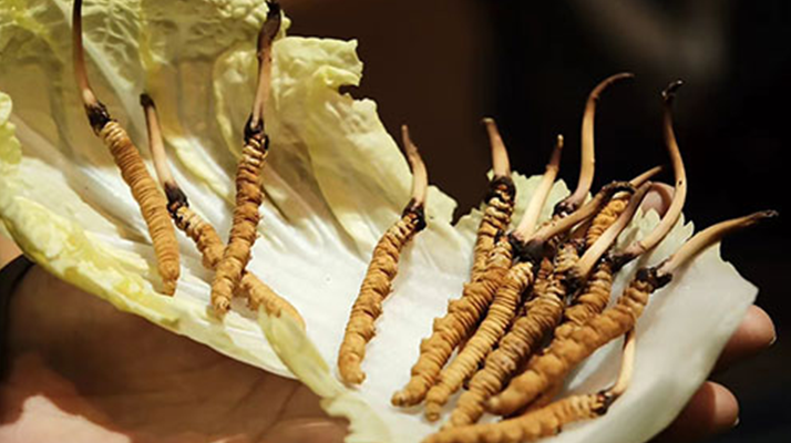 冬蟲夏草：鮮草與干草誰更勝一籌？