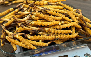 冬蟲(chóng)夏草為何鮮的更勝一籌