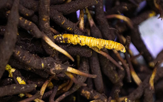 冬蟲夏草鮮草冷凍保存全攻略：鎖住營養(yǎng)的科學方法