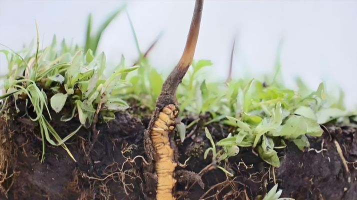 探秘西藏新鮮蟲草：雪域高原的養(yǎng)生瑰寶