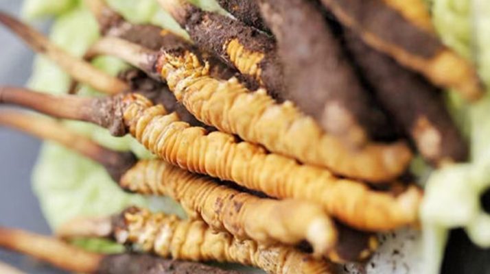 冬蟲夏草鮮草可以生吃嗎？一文解讀食用真相