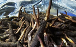 冬蟲夏草鮮草能不能泡酒？科學(xué)解析與實(shí)用指南