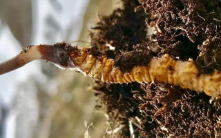 冬蟲夏草的多樣吃法，解鎖滋補(bǔ)新體驗(yàn)