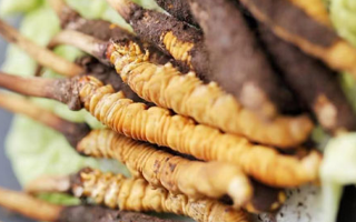 冬蟲夏草鮮草可以生吃嗎？一文解讀食用真相