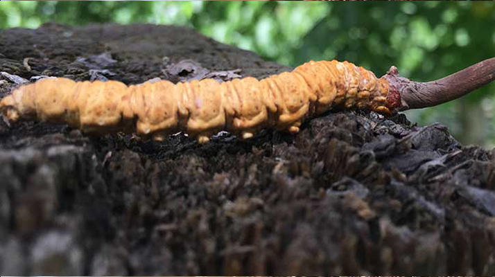 正宗野生<a href=http://m.sdzhinong.com/jiage/ target=_blank class=infotextkey>蟲(chóng)草多少錢(qián)</a>一斤