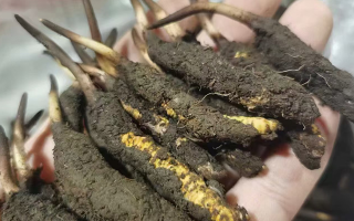 鮮冬蟲夏草急凍能放多久？科學(xué)保存全解析