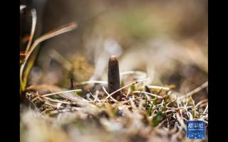 蟲草采挖季：雪域高原的生態(tài)饋贈