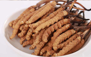 冬蟲夏草適合所有人群嗎？一文揭秘