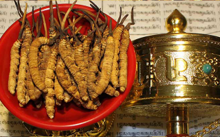 火眼金睛辨蟲草：五步識破冬蟲夏草真假騙局