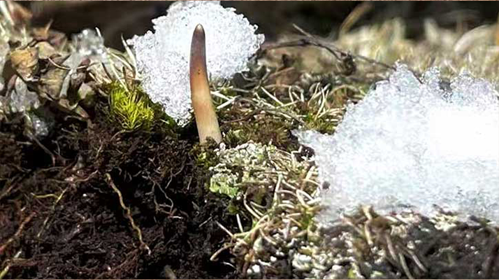 探秘雪域珍寶:最大的新鮮<a href=http://m.sdzhinong.com/ target=_blank class=infotextkey><a href=http://m.sdzhinong.com/s/nqcc/ target=_blank class=infotextkey>那曲冬蟲夏草</a></a>