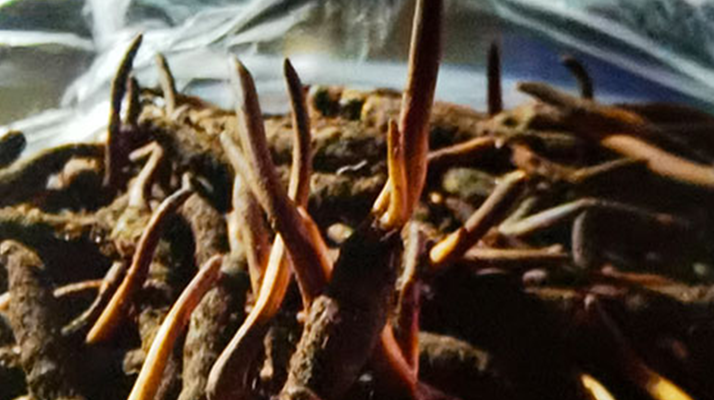 新鮮冬蟲夏草保存全攻略：鎖住營養(yǎng)，延長鮮味