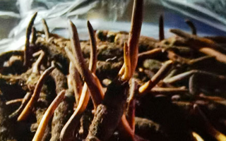 新鮮冬蟲(chóng)夏草保存全攻略：鎖住營(yíng)養(yǎng)，延長(zhǎng)鮮味