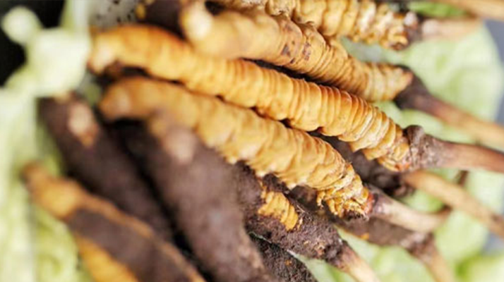 正宗<a href=http://m.sdzhinong.com/jiage/ target=_blank class=infotextkey>冬蟲夏草多少錢</a>一克?深度價格解析