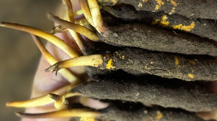 冬蟲夏草泡水喝，一次泡幾根最合適？